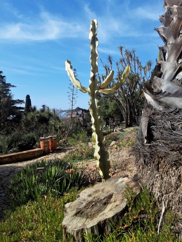 jardines-marimurtra-cactus