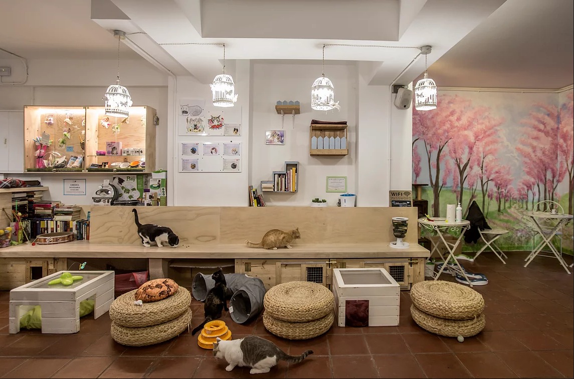 lámpara compromiso ir de compras Cafeterías de gatos en Barcelona - IDEAS DE OCIO