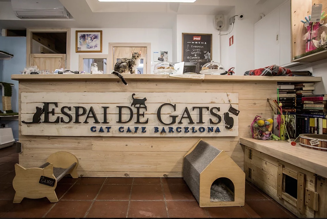 Cafeterías gatos en Barcelona - IDEAS OCIO