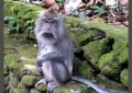 monkey-forest-ubud